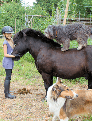 Ponys Pension Hammoor