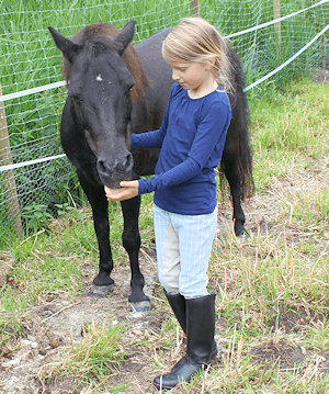 Pony in Hammoor